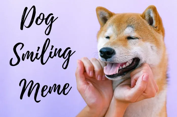 Dog Smiling Memes Collection You Can’t Miss