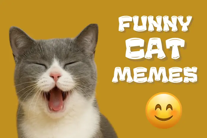 60+ Top Funny Cat Memes That Every Cat Lover Will Enjoy