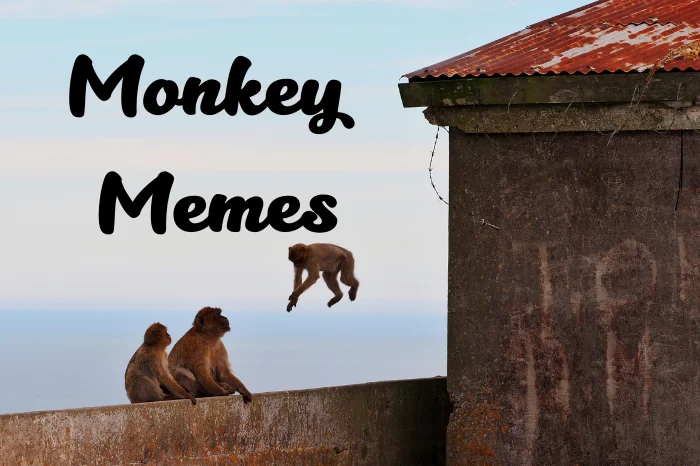 Monkey Memes – Funny, Cute, Baby, Chimp & Capuchin Monkey Memes