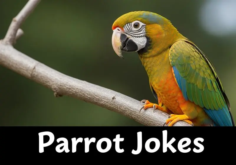 60+ funniest Parrot Jokes to Share and Laugh Out Loud